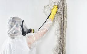 Mold Odor Removal Services in Jericho, NY